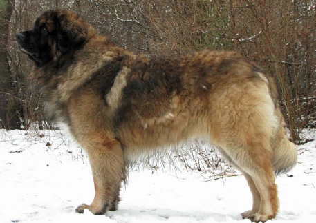 Leonberger